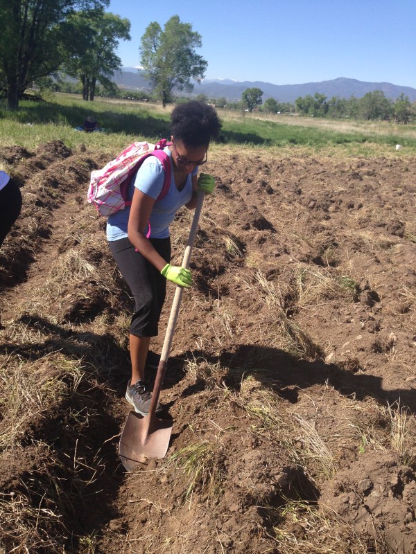 My friend digging irrigation lanes for the corn on the farm