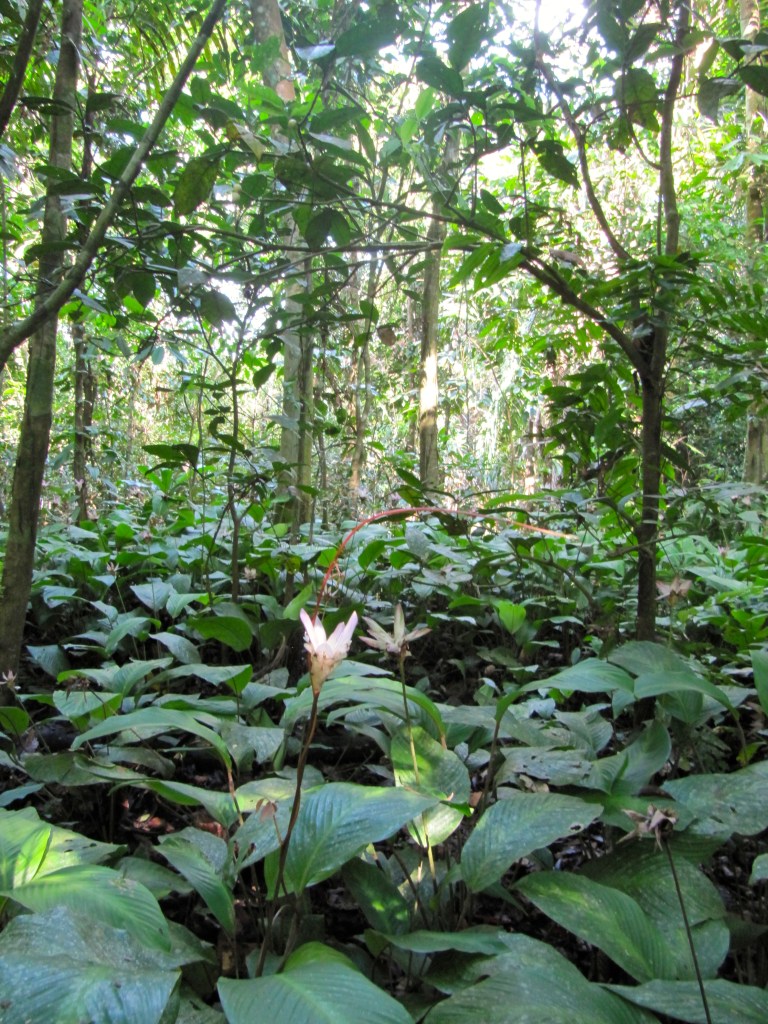 Lovely sights of nature on our jungle hikes.